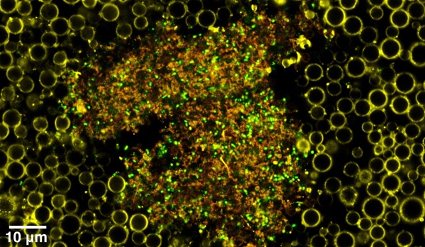 Nanodroplets blown up into nanobubbles. Credit: Christopher Campbell. 